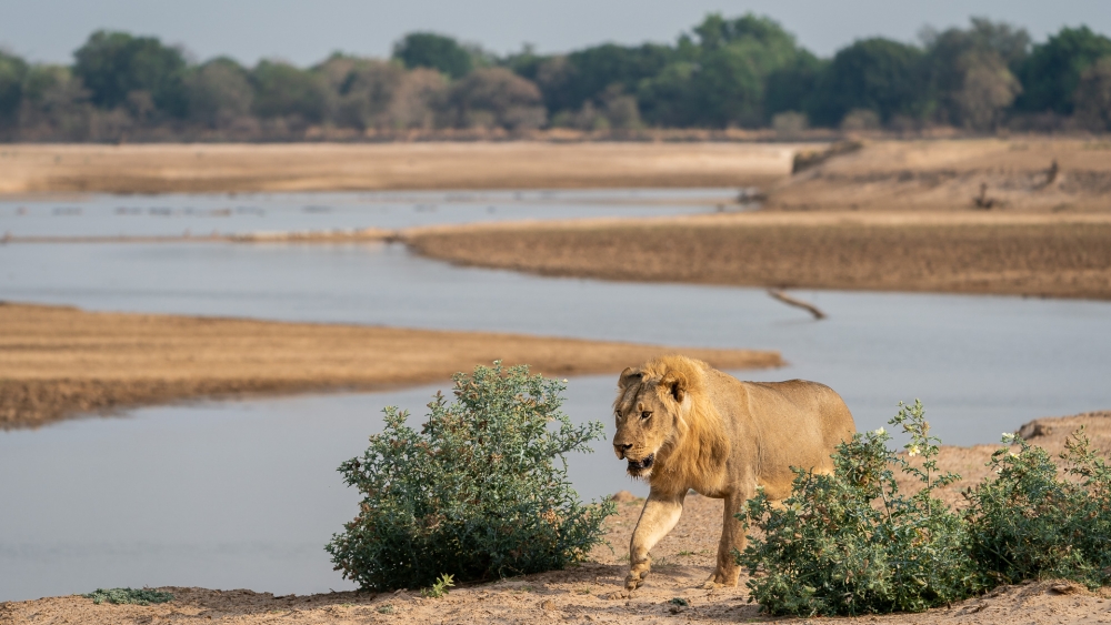 Lion