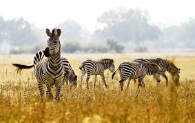 Lower Zambezi