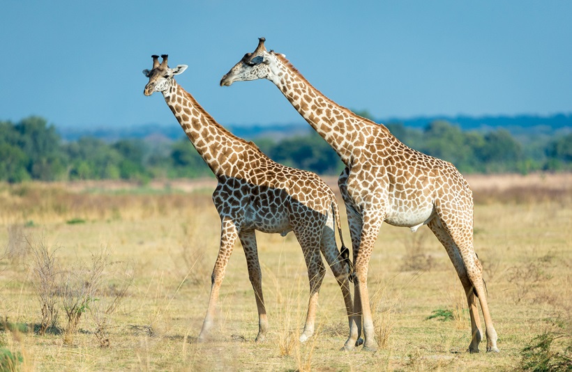 Giraffe